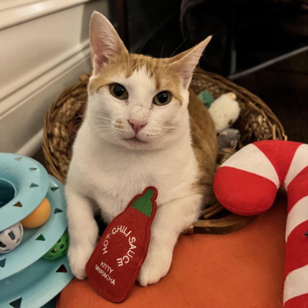 Ed, a Adoptable Domestic Short Hair in Cartersville, GA image 4/6