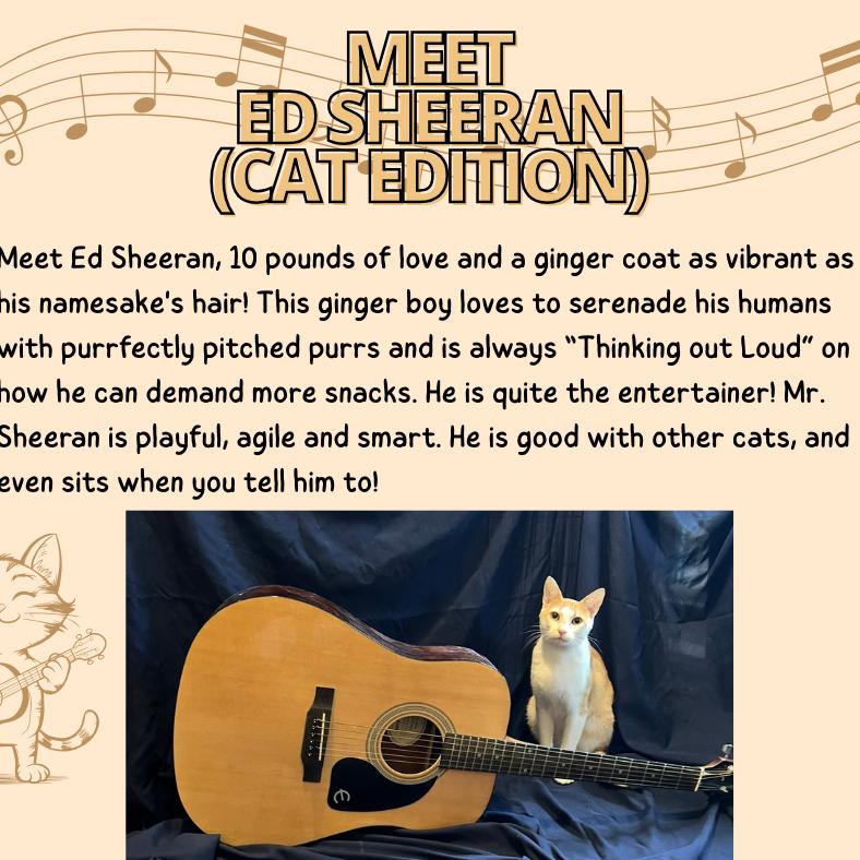 Ed, a Adoptable Domestic Short Hair in Cartersville, GA image 5/6