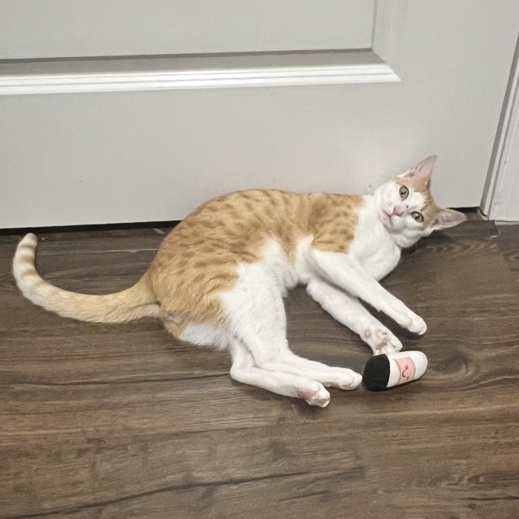 Ed, a Adoptable Domestic Short Hair in Cartersville, GA image 6/6