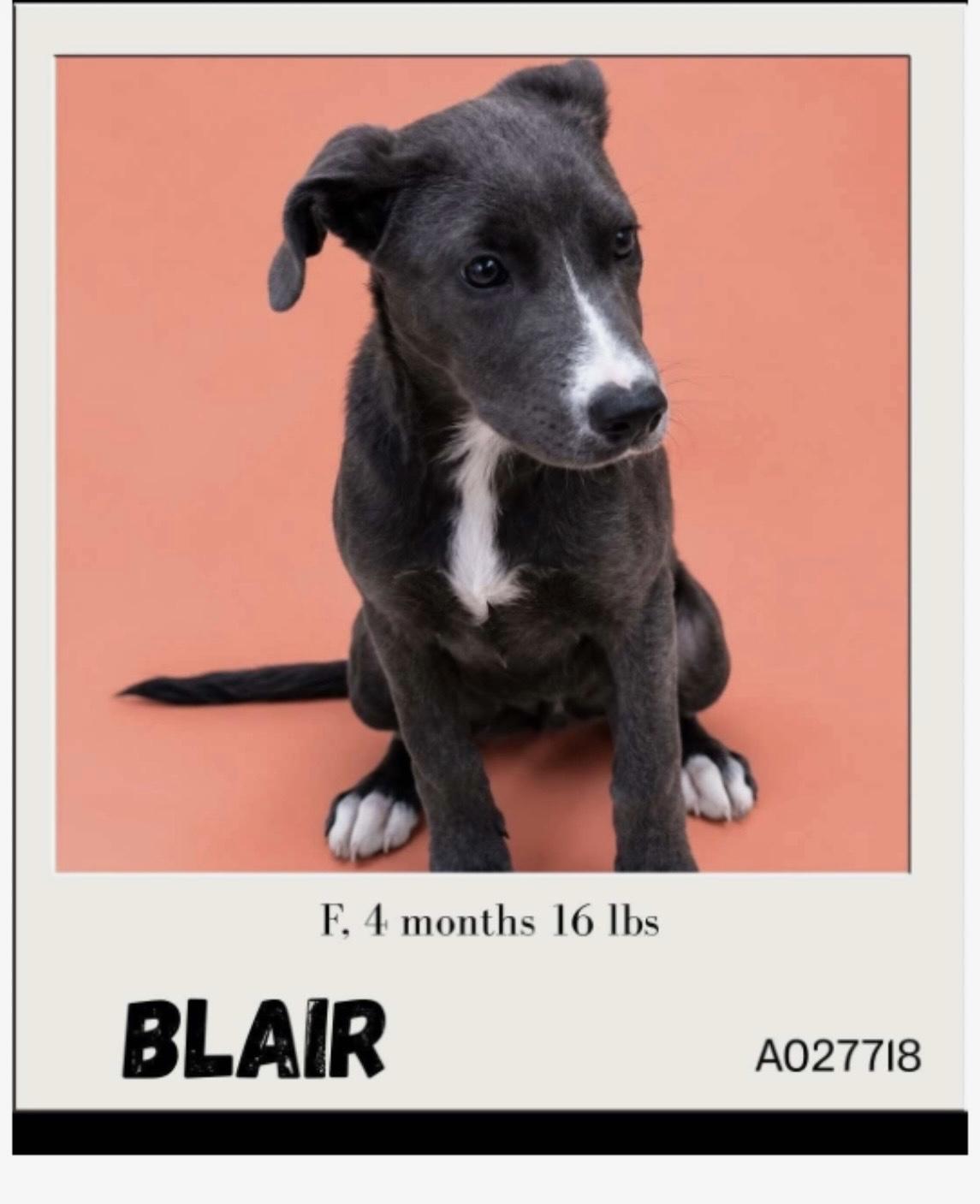 Enlarge Blair, an adopted mixed breed in Newfoundland, NJ image 1/1