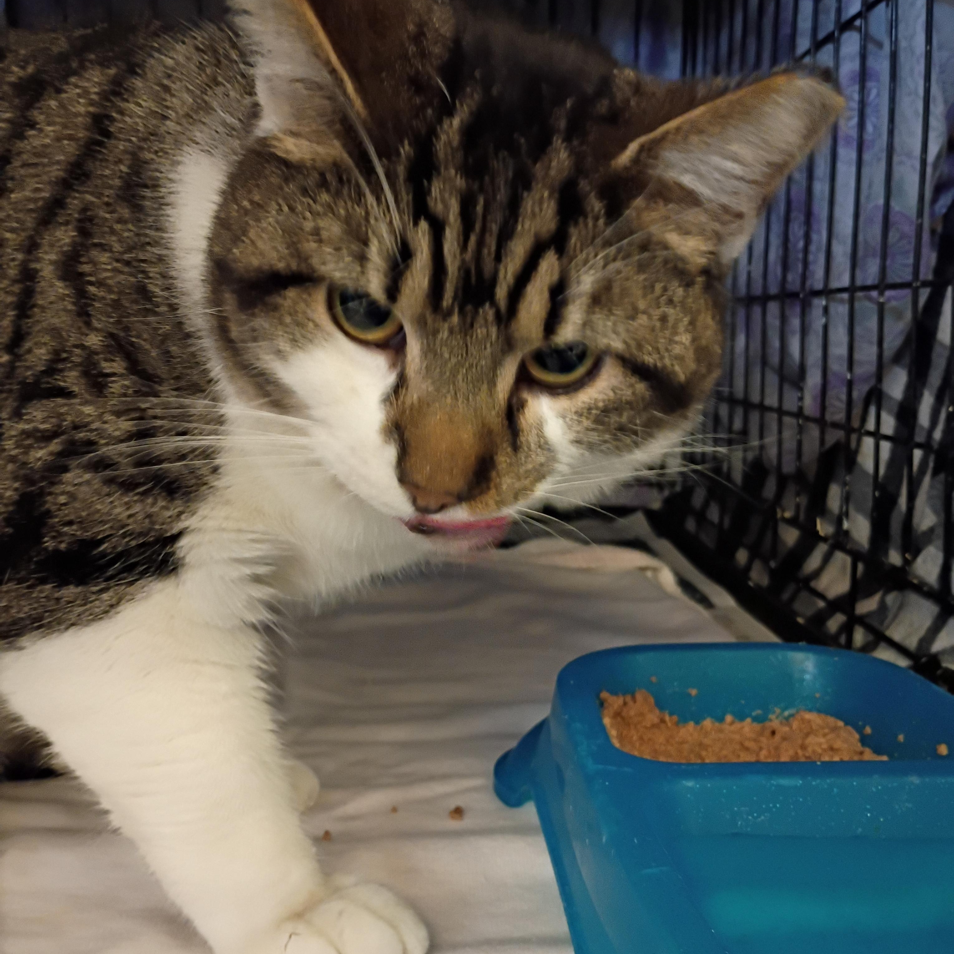 Enlarge Lt Dan, a hold Tabby in Muncie, IN image 1/1