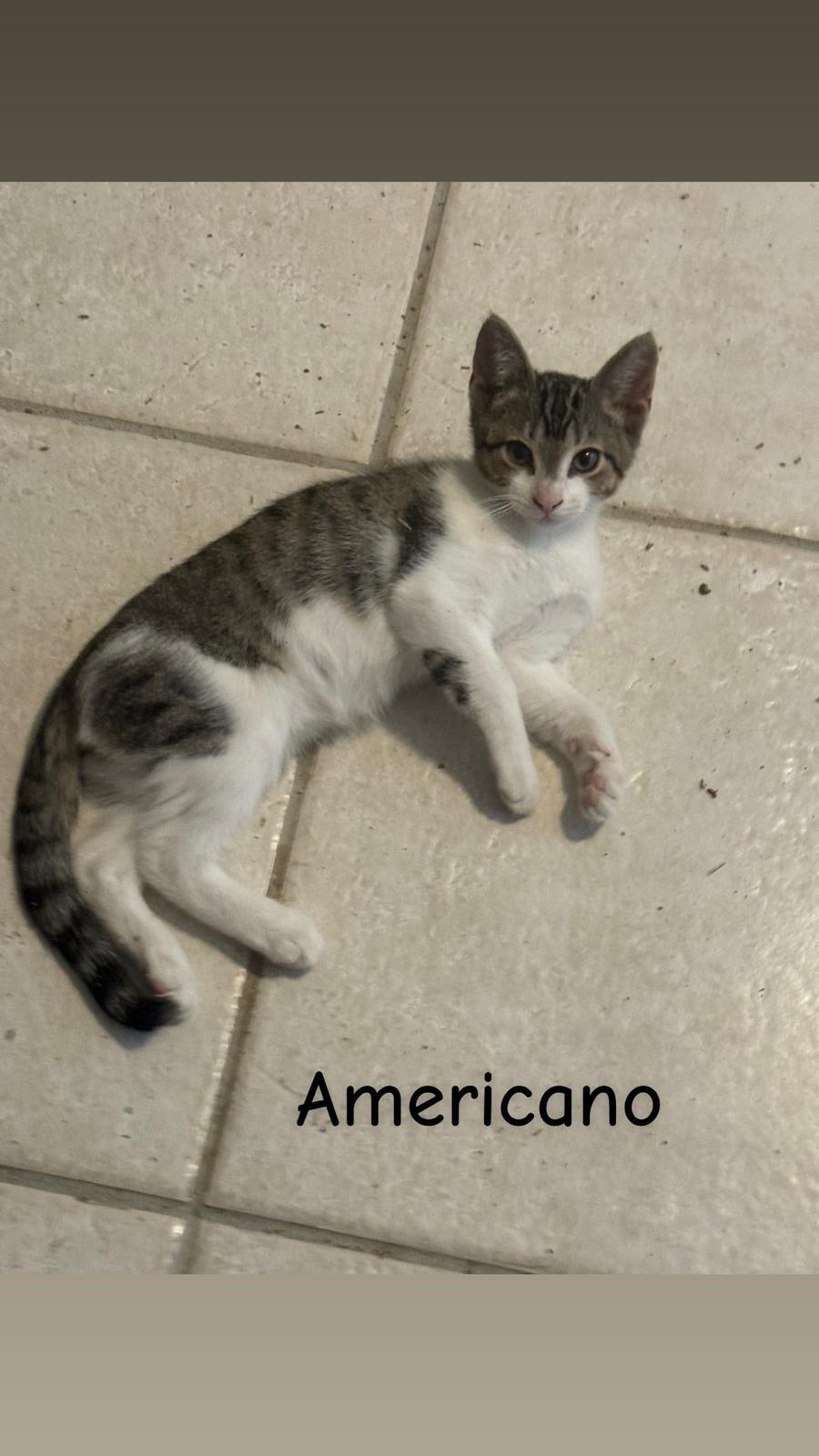Americano — thumbnail 2