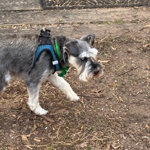 Enlarge  Thor, an adopted Miniature Schnauzer in Duluth, MN image 3/5