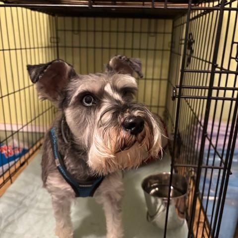 Enlarge  Thor, an adopted Miniature Schnauzer in Duluth, MN image 1/5