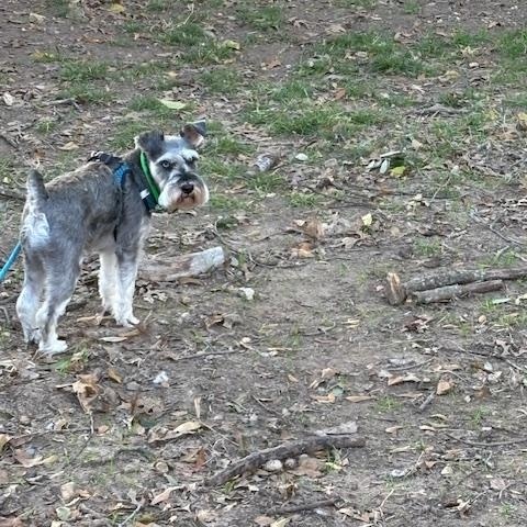 Enlarge  Thor, an adopted Miniature Schnauzer in Duluth, MN image 4/5
