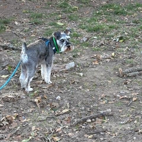 Enlarge  Thor, an adopted Miniature Schnauzer in Duluth, MN image 5/5