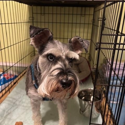 Enlarge  Thor, an adopted Miniature Schnauzer in Duluth, MN image 2/5