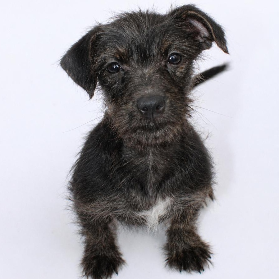 Stuffy, ADOPTABLE, Puppy Male Terrier.
