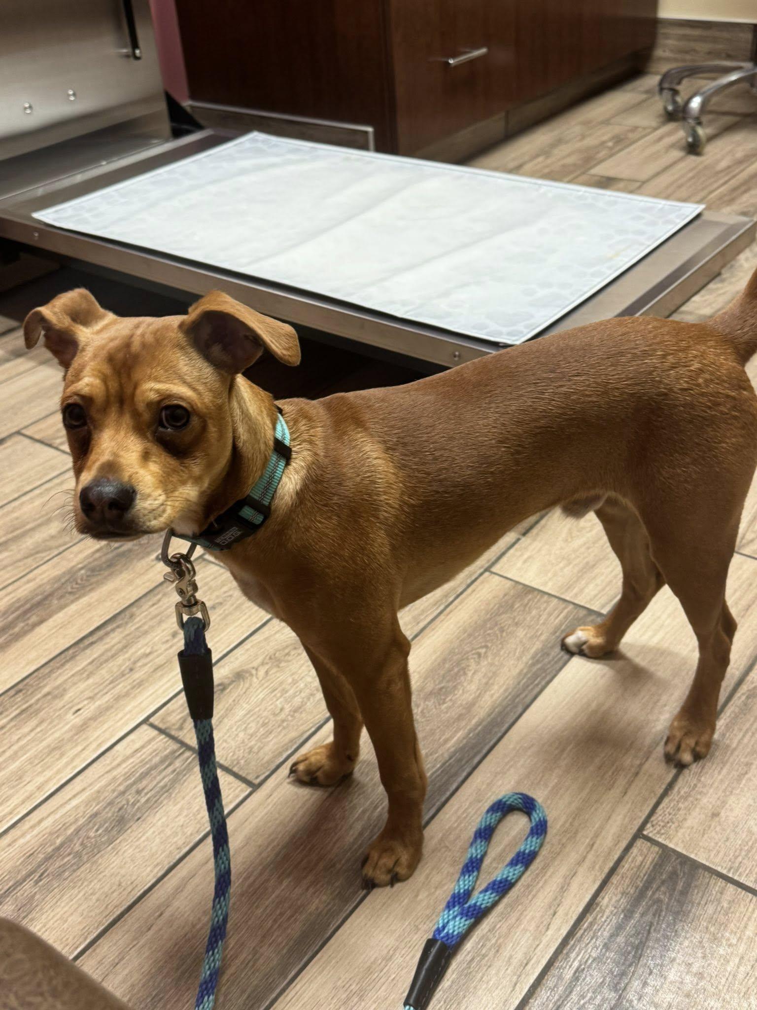 Enlarge Benny, an adopted mixed breed in Decorah, IA image 1/3