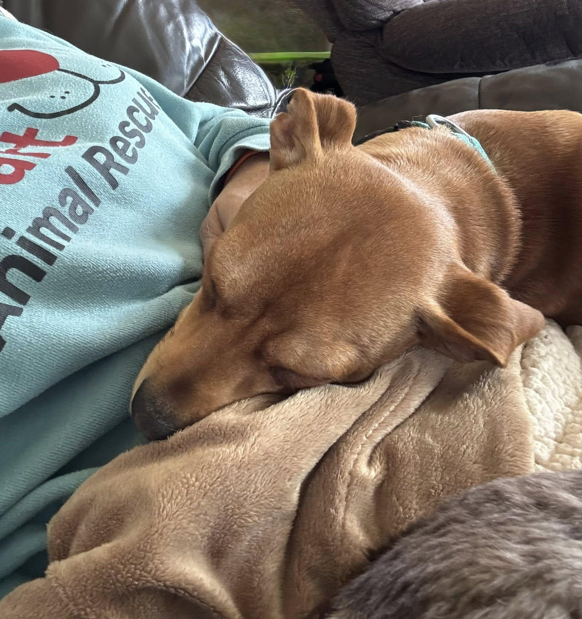 Enlarge Benny, an adopted mixed breed in Decorah, IA image 3/3