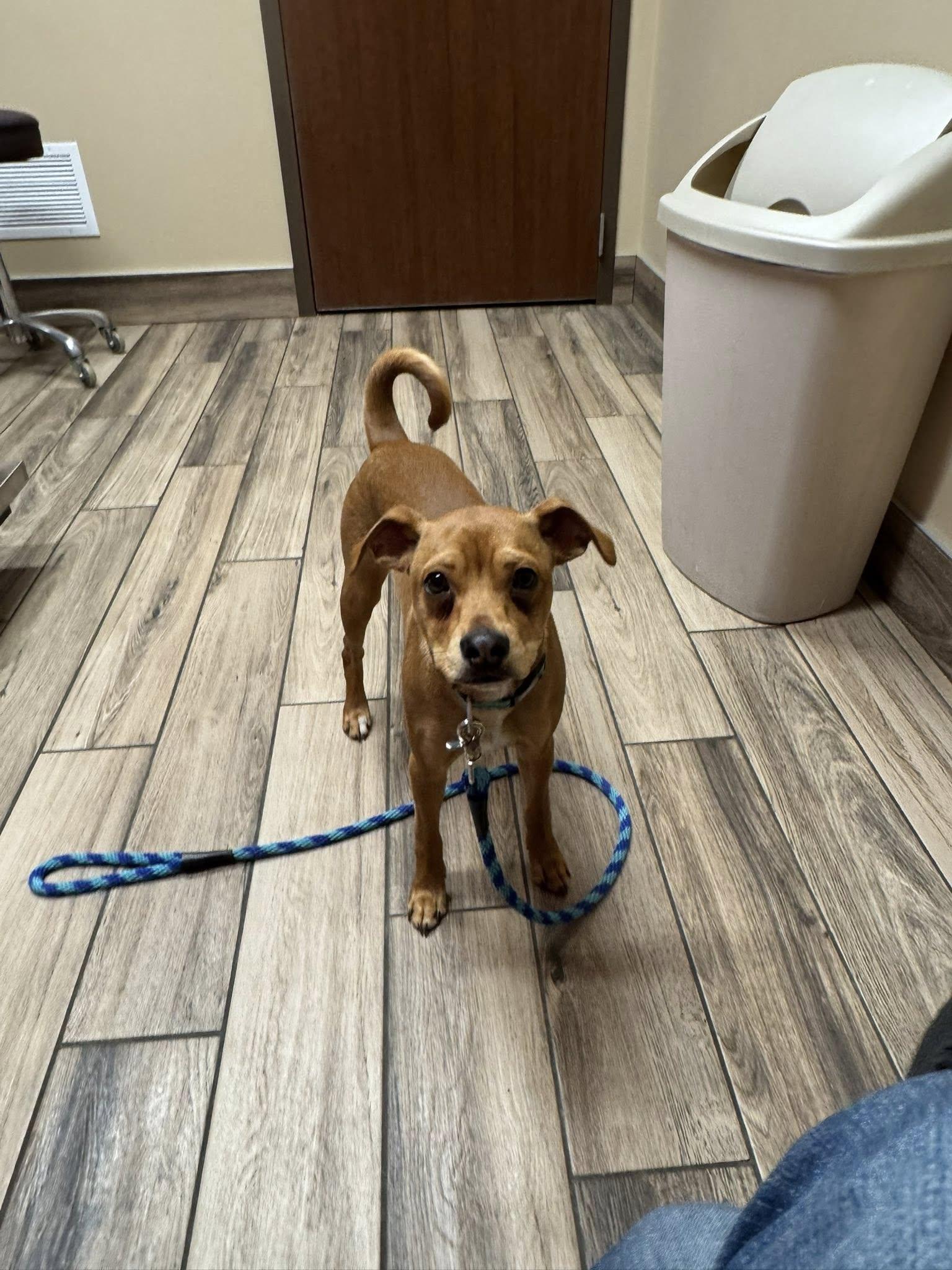 Enlarge Benny, an adopted mixed breed in Decorah, IA image 2/3