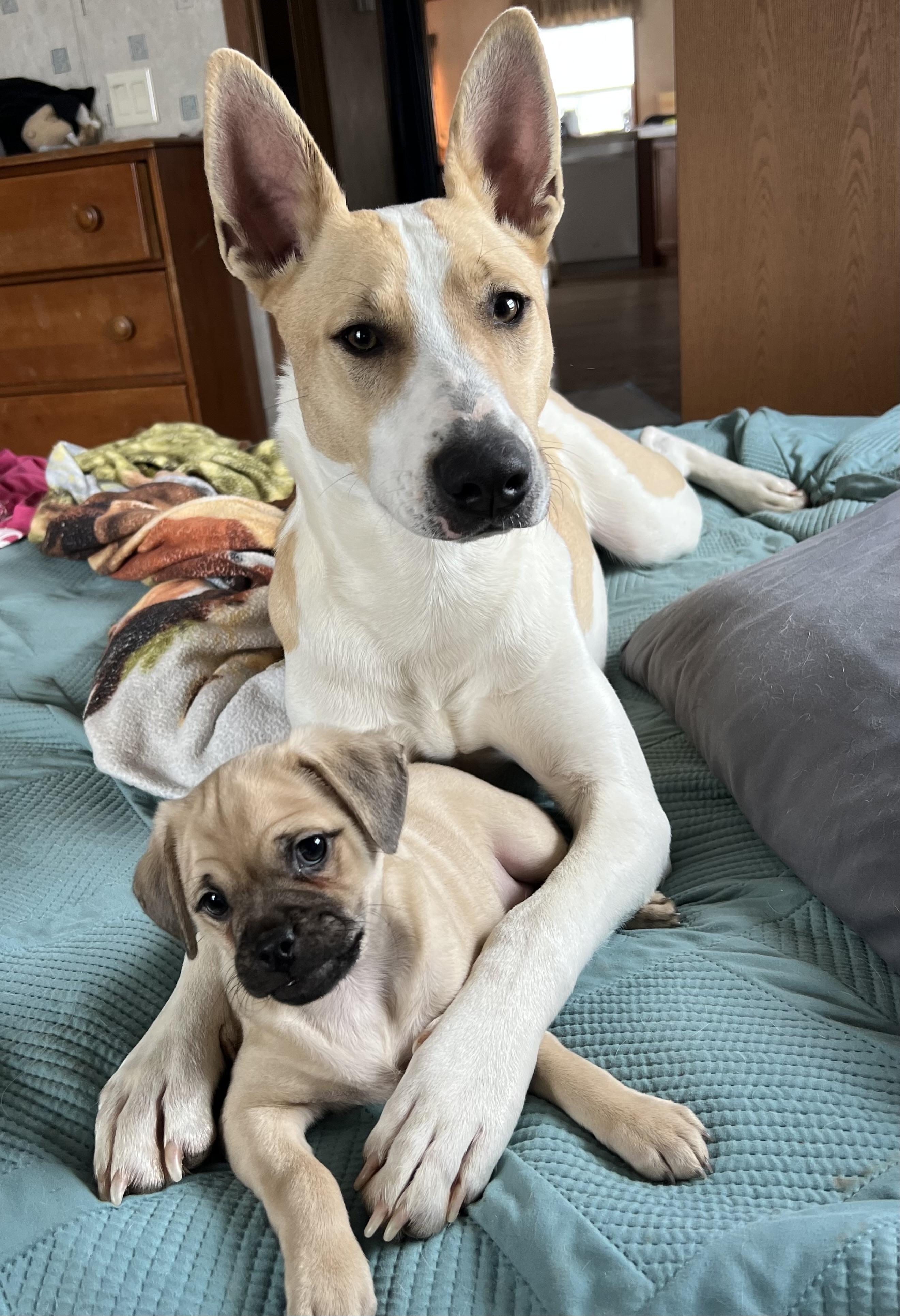 Mickey, a Adoptable mixed breed in Carr, CO image 2/2