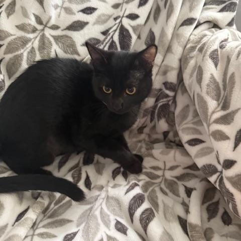 Blueberry - best buddy, a Adoptable Domestic Short Hair image 2/2