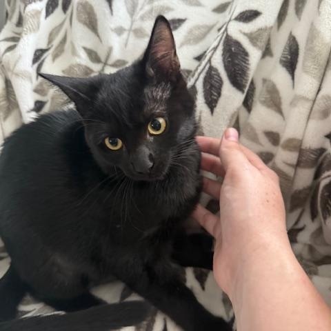 Blueberry - best buddy, Adoptable, Young Female Domestic Short Hair.