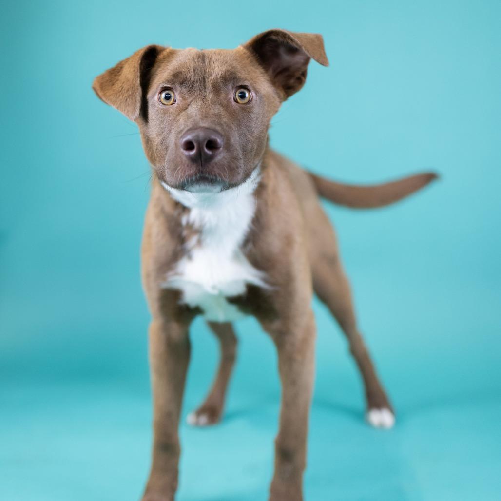 Knight, a Adoptable Mixed Breed in Portland, OR image 1/3