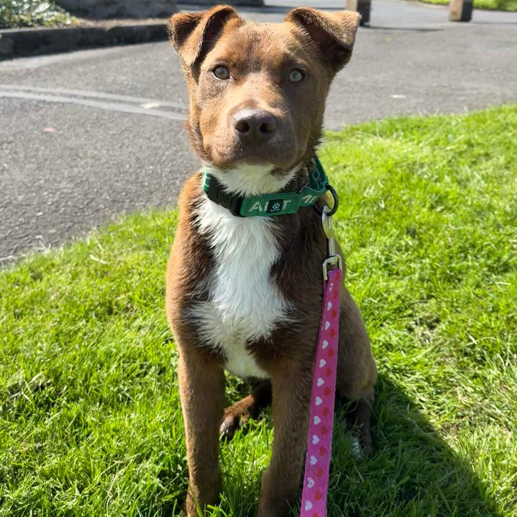 Knight, a Adoptable Mixed Breed in Portland, OR image 2/3