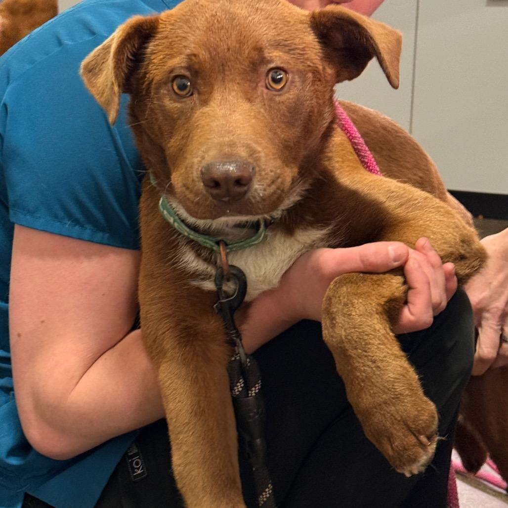 Knight, a Adoptable Mixed Breed in Portland, OR image 3/3