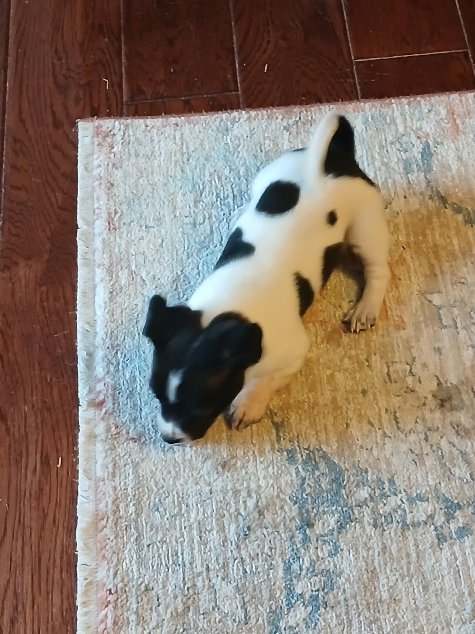 Pepper, Adoptable, Puppy Male Chiweenie.