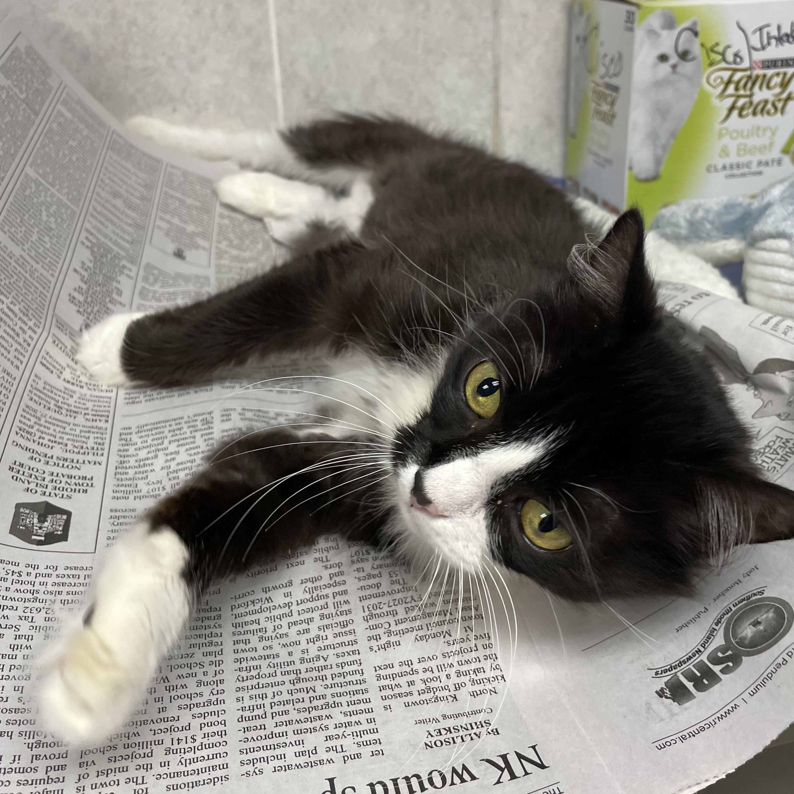 Enlarge Thelma and Louise (bonded sisters), a Adoptable American Shorthair in North Kingstown, RI image 2/6