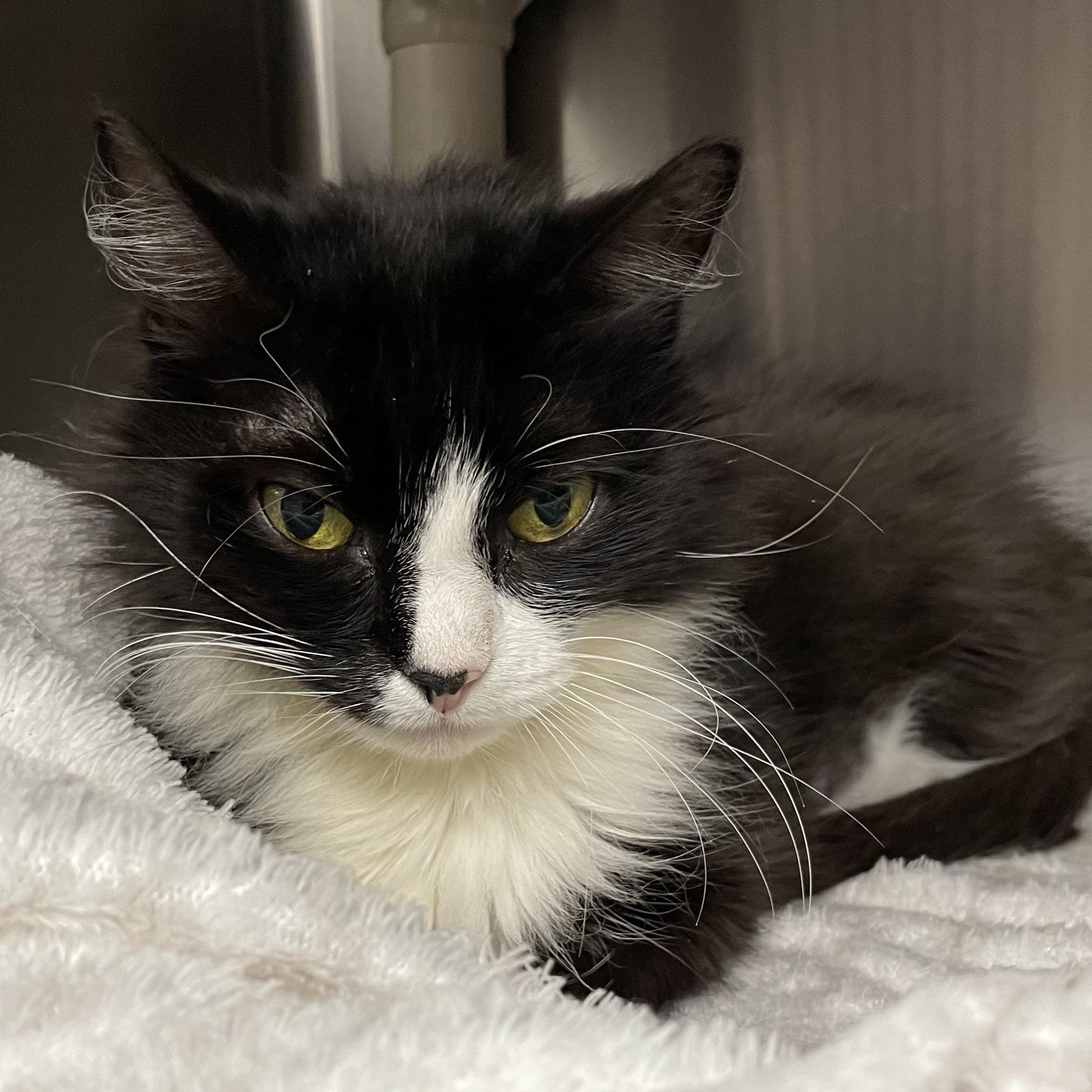 Enlarge Thelma and Louise (bonded sisters), a Adoptable American Shorthair in North Kingstown, RI image 3/6