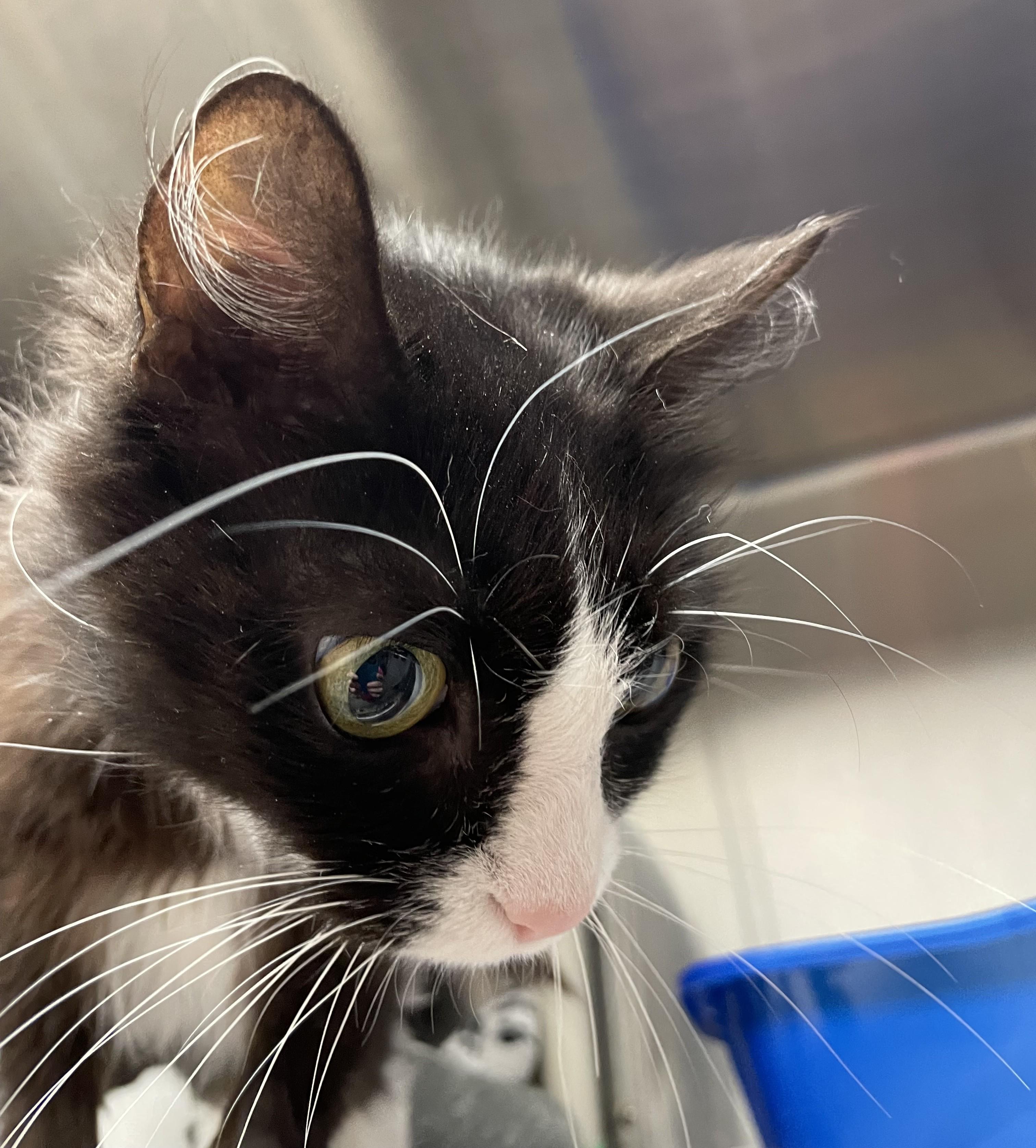 Thelma and Louise (bonded sisters) — thumbnail 2