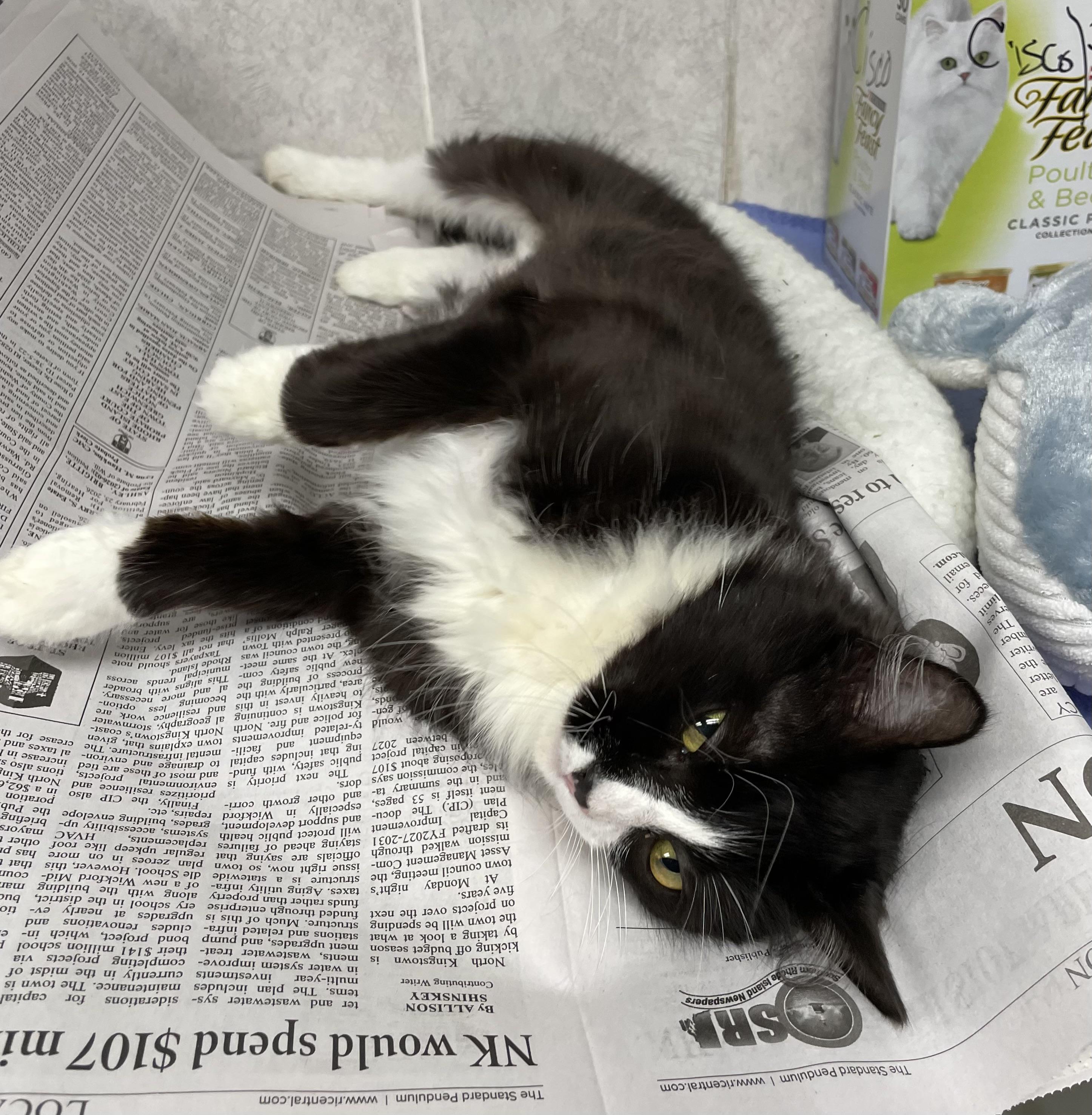 Thelma and Louise (bonded sisters), Adoptable, Adult Female American Shorthair.