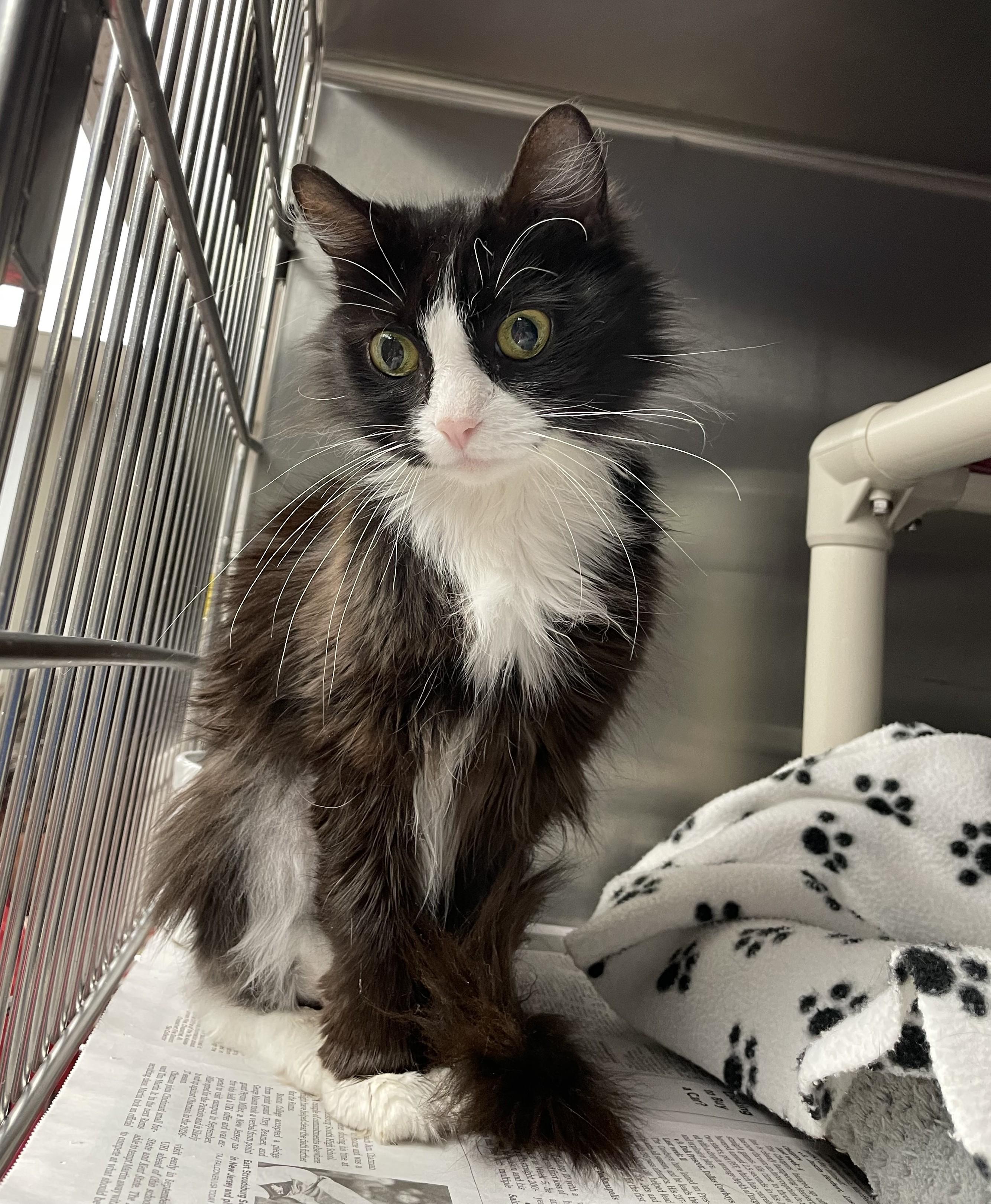 Enlarge Thelma and Louise (bonded sisters), a Adoptable American Shorthair in North Kingstown, RI image 4/6