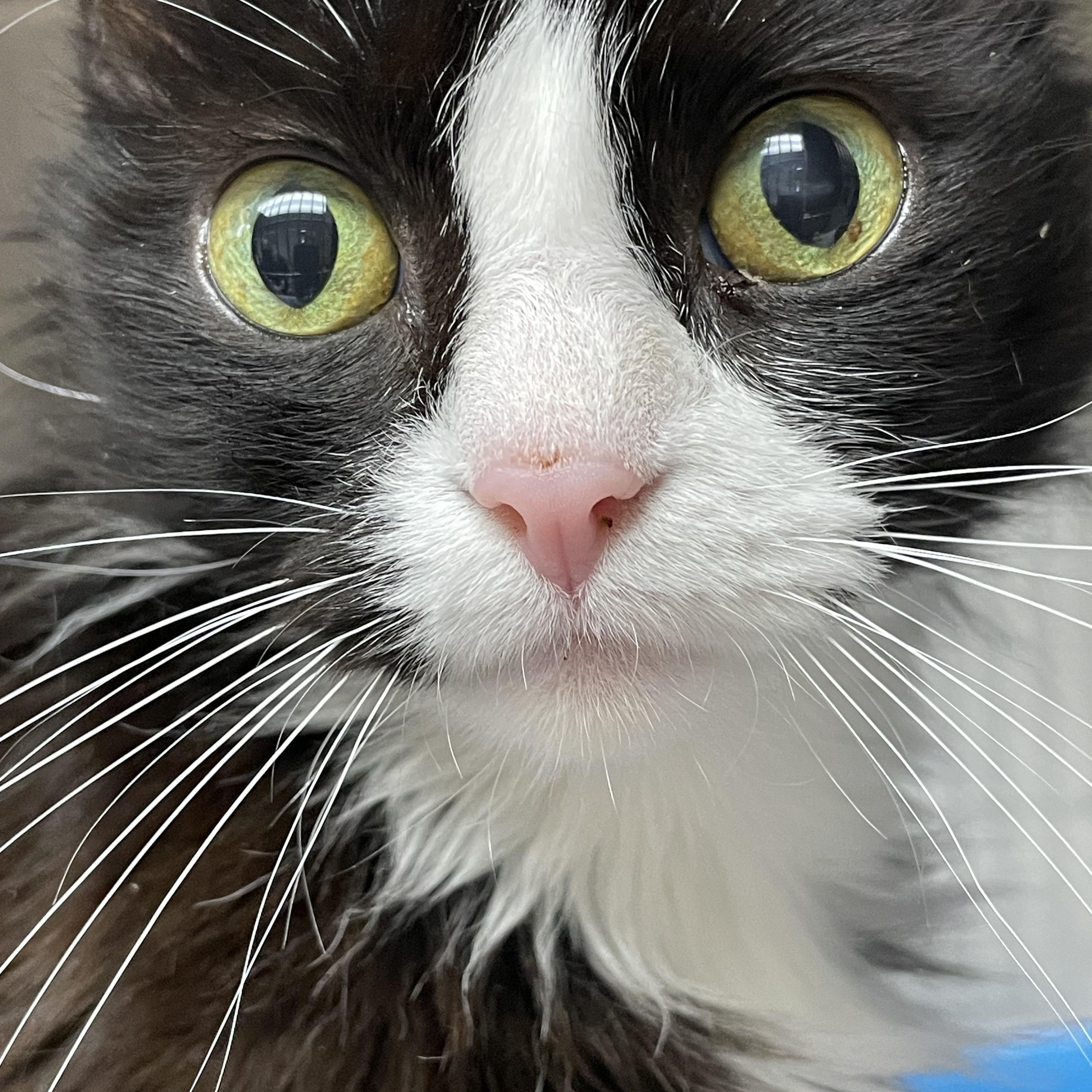 Enlarge Thelma and Louise (bonded sisters), a Adoptable American Shorthair in North Kingstown, RI image 5/6