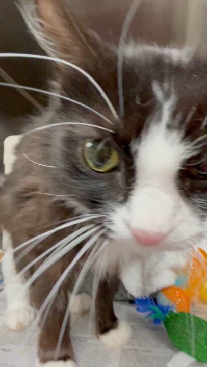 Enlarge Thelma and Louise (bonded sisters), a Adoptable American Shorthair in North Kingstown, RI video 6/6