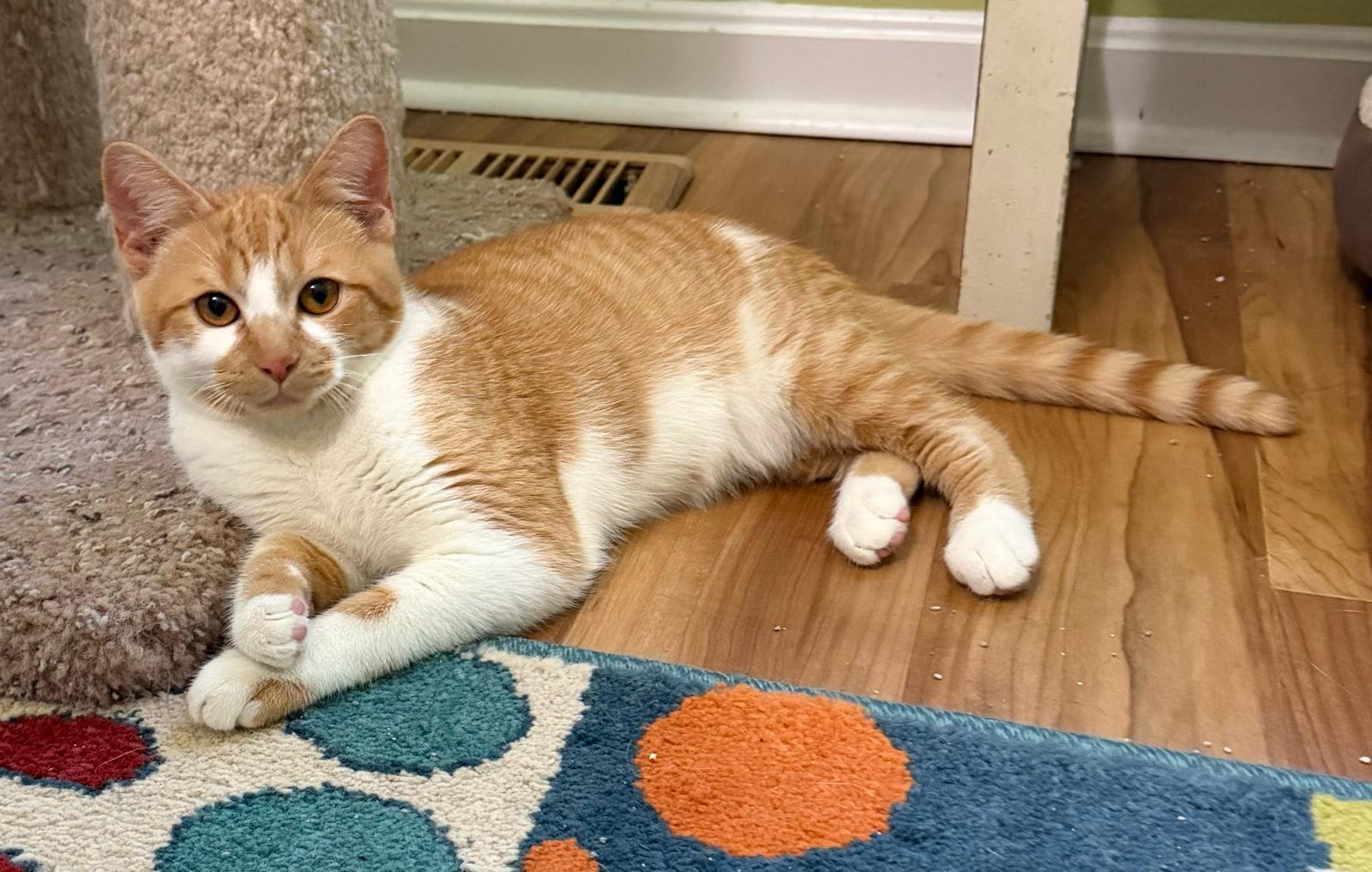 Rumi, a ADOPTABLE Domestic Short Hair in Leesburg, VA image 2/3