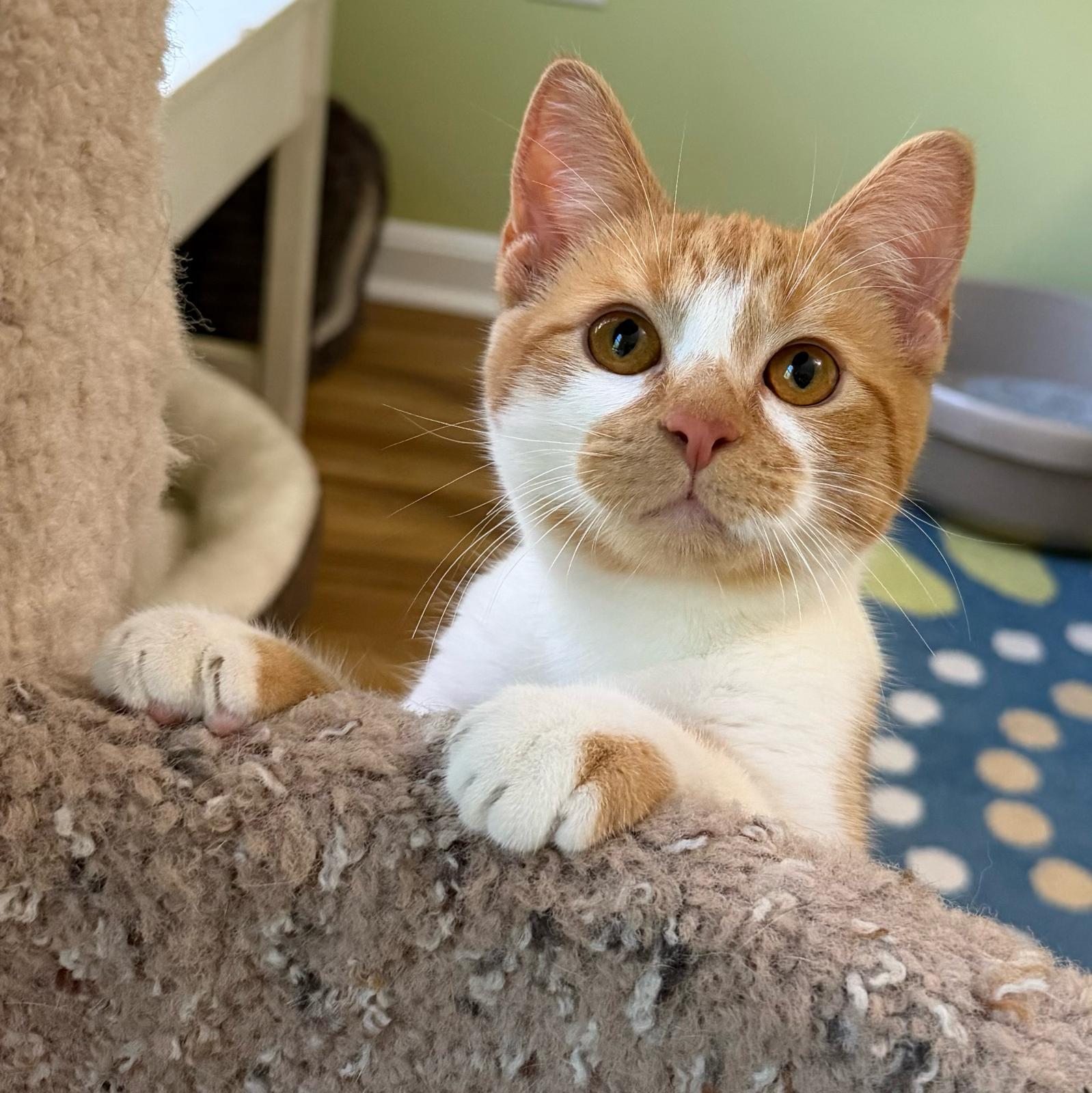 Rumi, a ADOPTABLE Domestic Short Hair in Leesburg, VA image 1/3