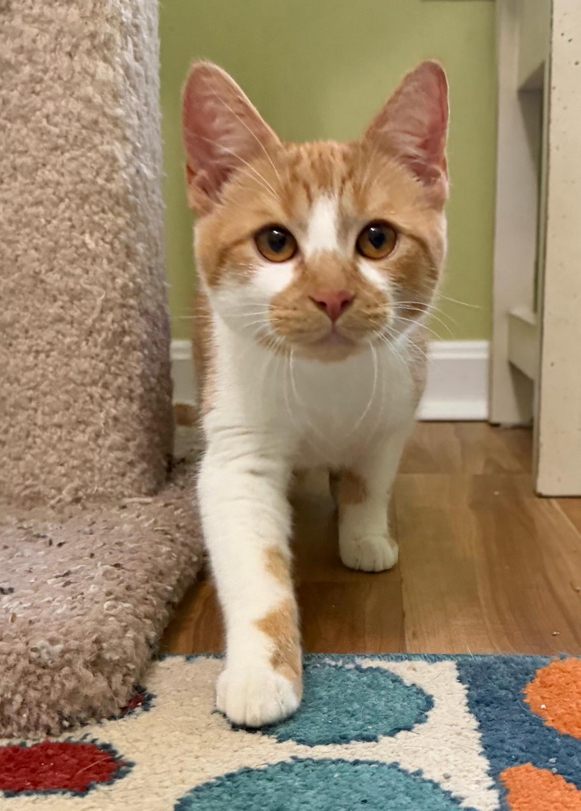 Rumi, a ADOPTABLE Domestic Short Hair in Leesburg, VA image 3/3