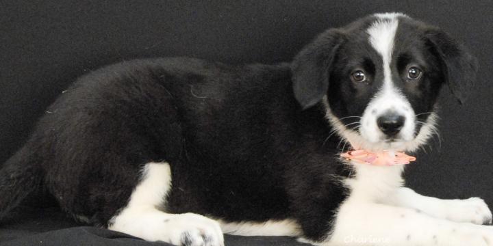 Sunny, adoptable, Young Female Border Collie.