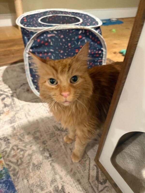 Pumpkin — thumbnail 2