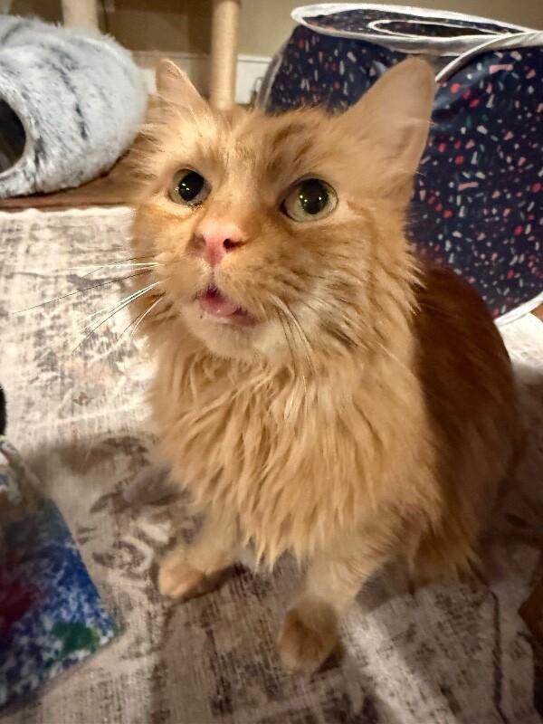 Pumpkin — thumbnail 3