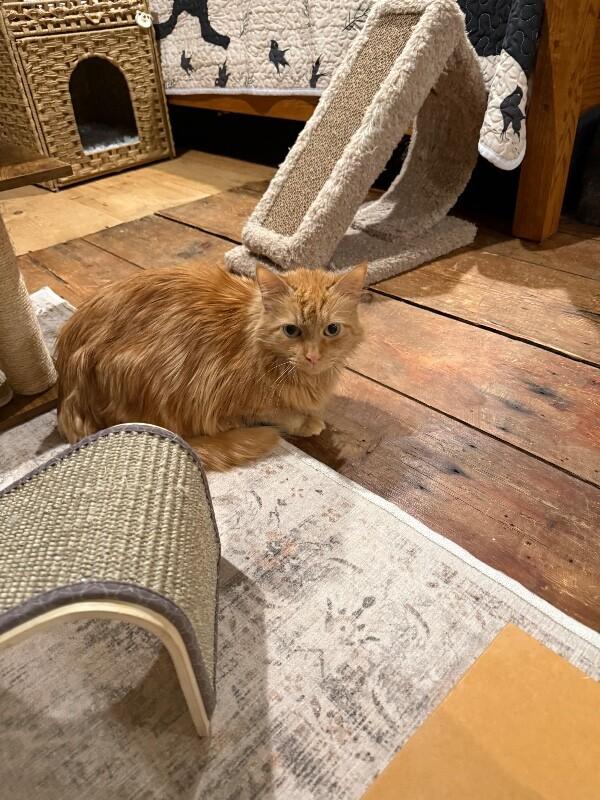 Pumpkin — thumbnail 4