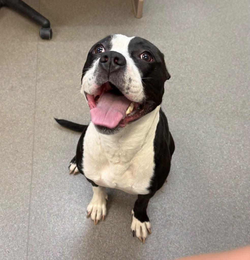 Echo, Adoptable, Adult Male Pit Bull Terrier.