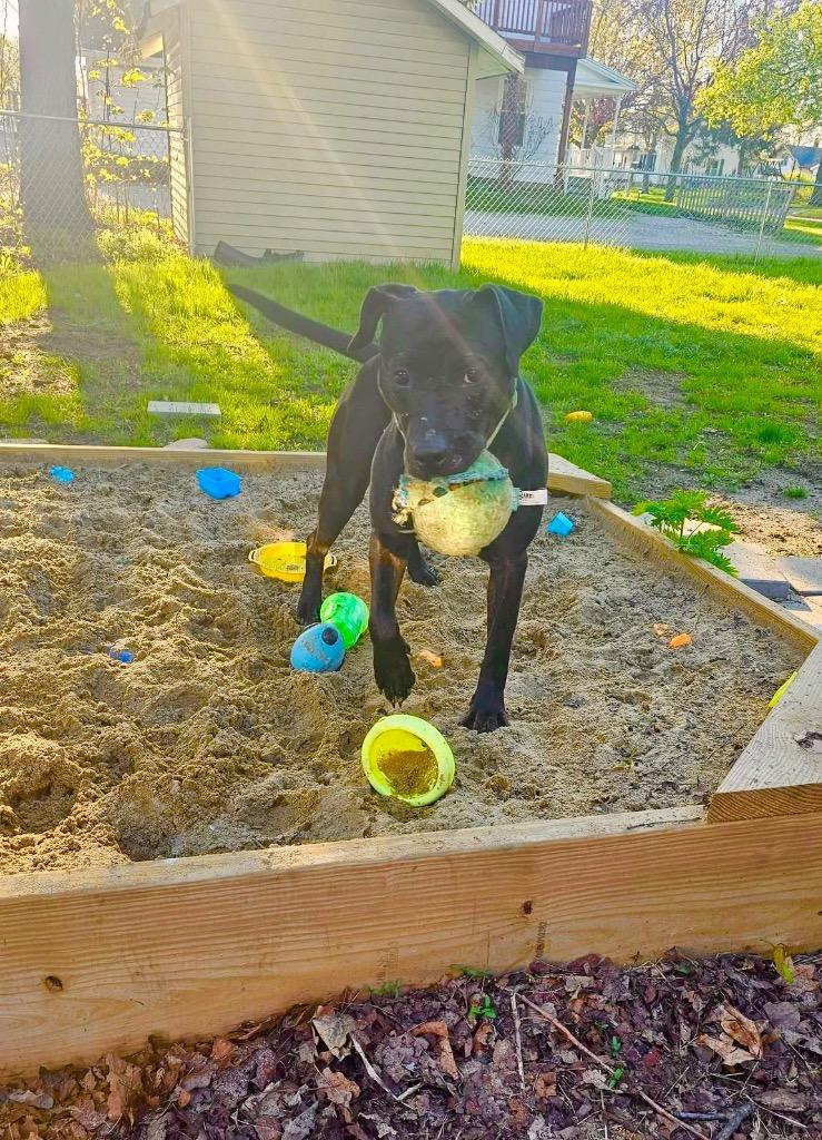 Enlarge Bubbles, a Adoptable mixed breed in Charlotte, MI image 1/6