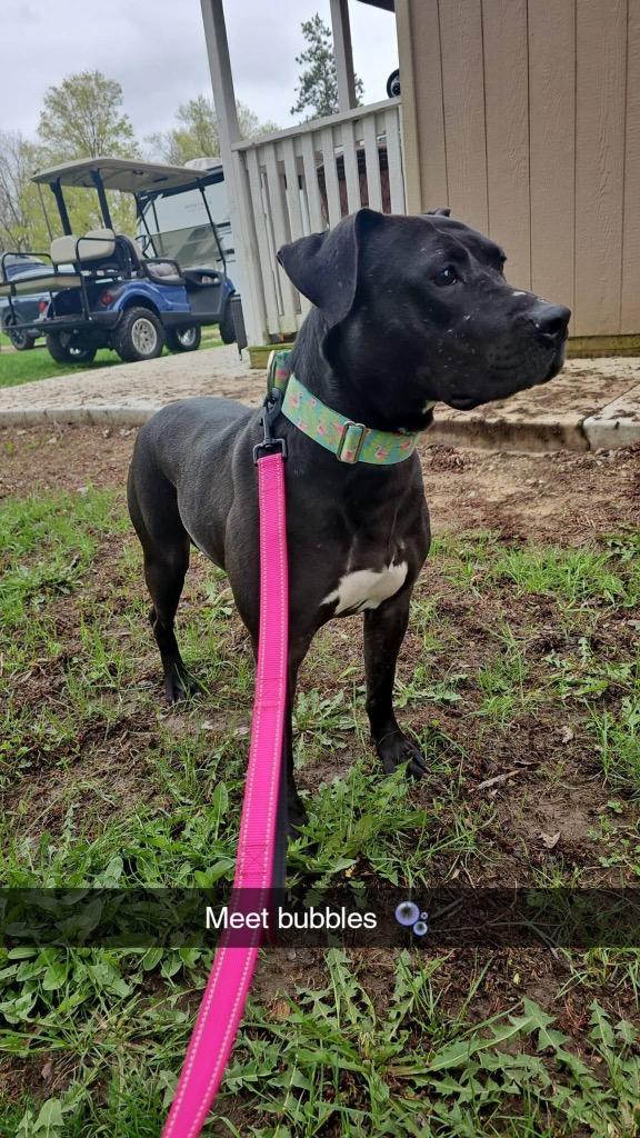 Enlarge Bubbles, a Adoptable mixed breed in Charlotte, MI image 2/6