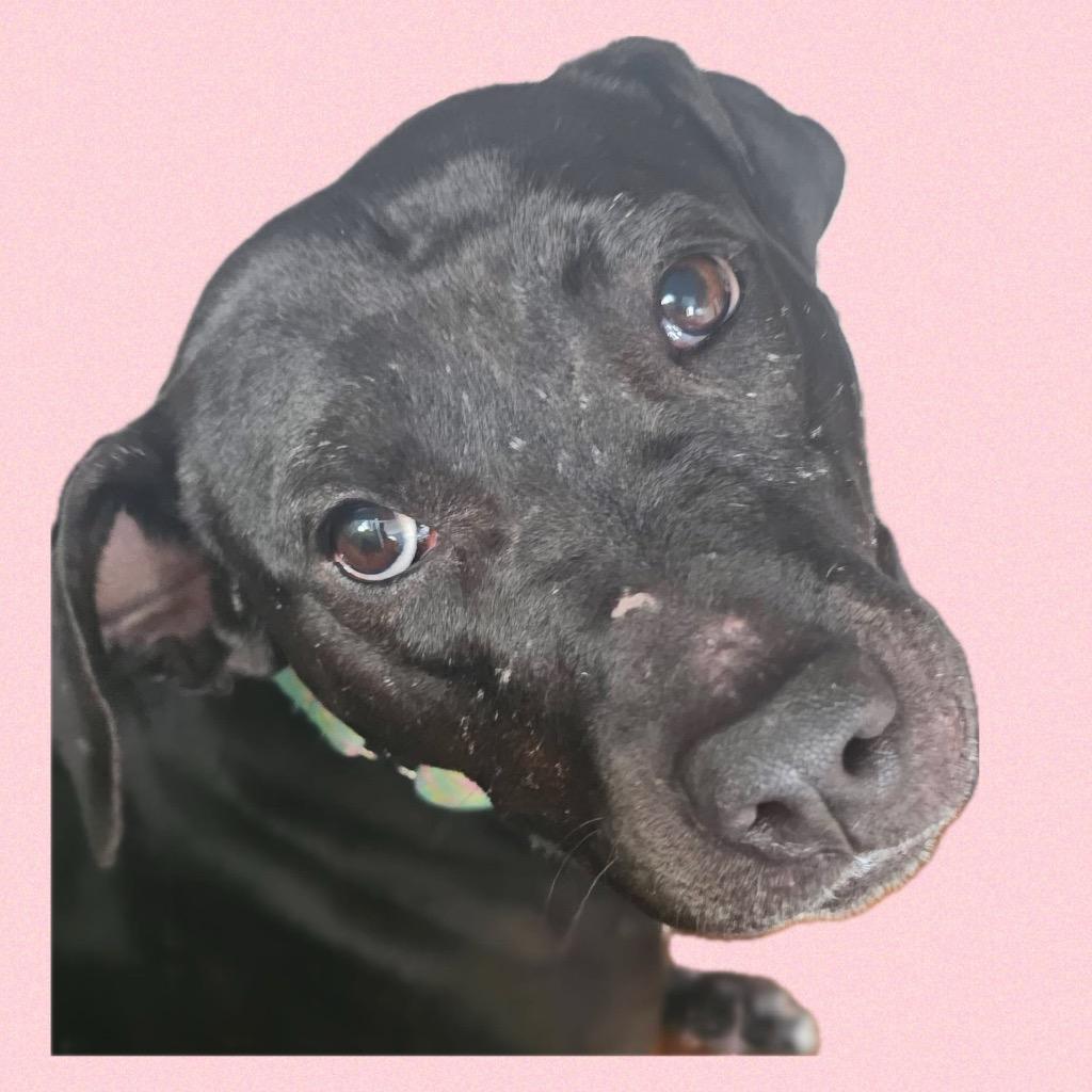 Enlarge Bubbles, a Adoptable mixed breed in Charlotte, MI image 3/6