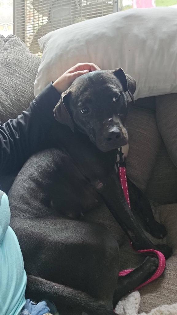 Enlarge Bubbles, a Adoptable mixed breed in Charlotte, MI image 5/6