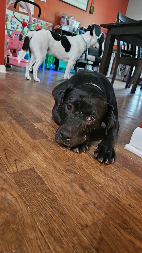 Enlarge Bubbles, a Adoptable mixed breed in Charlotte, MI image 6/6