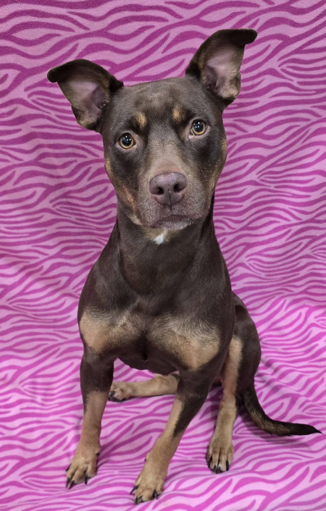 Kona, adopted, Adult Female Mixed Breed.