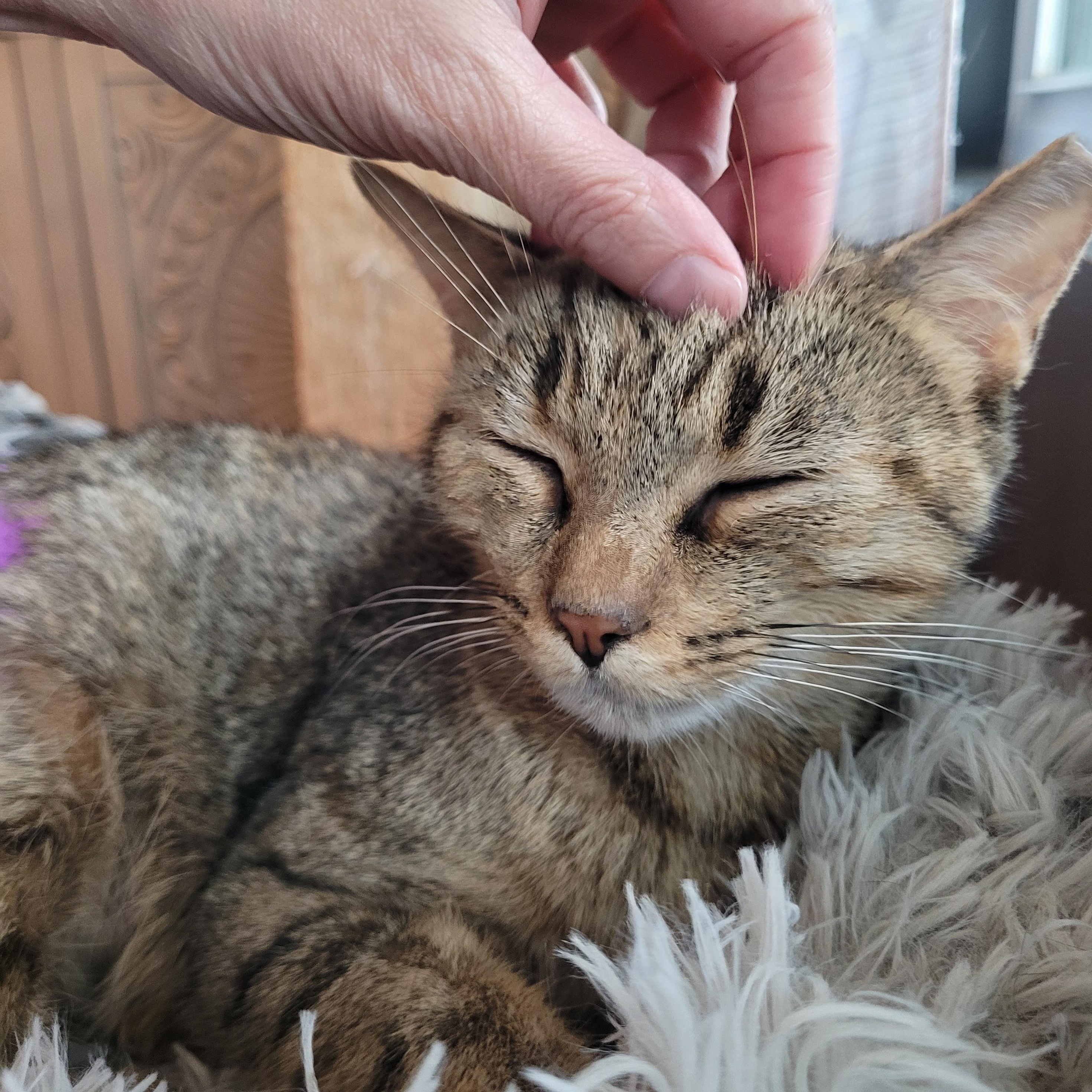 Enlarge Nelly, a Adoptable Domestic Short Hair in Indianapolis, IN image 2/6