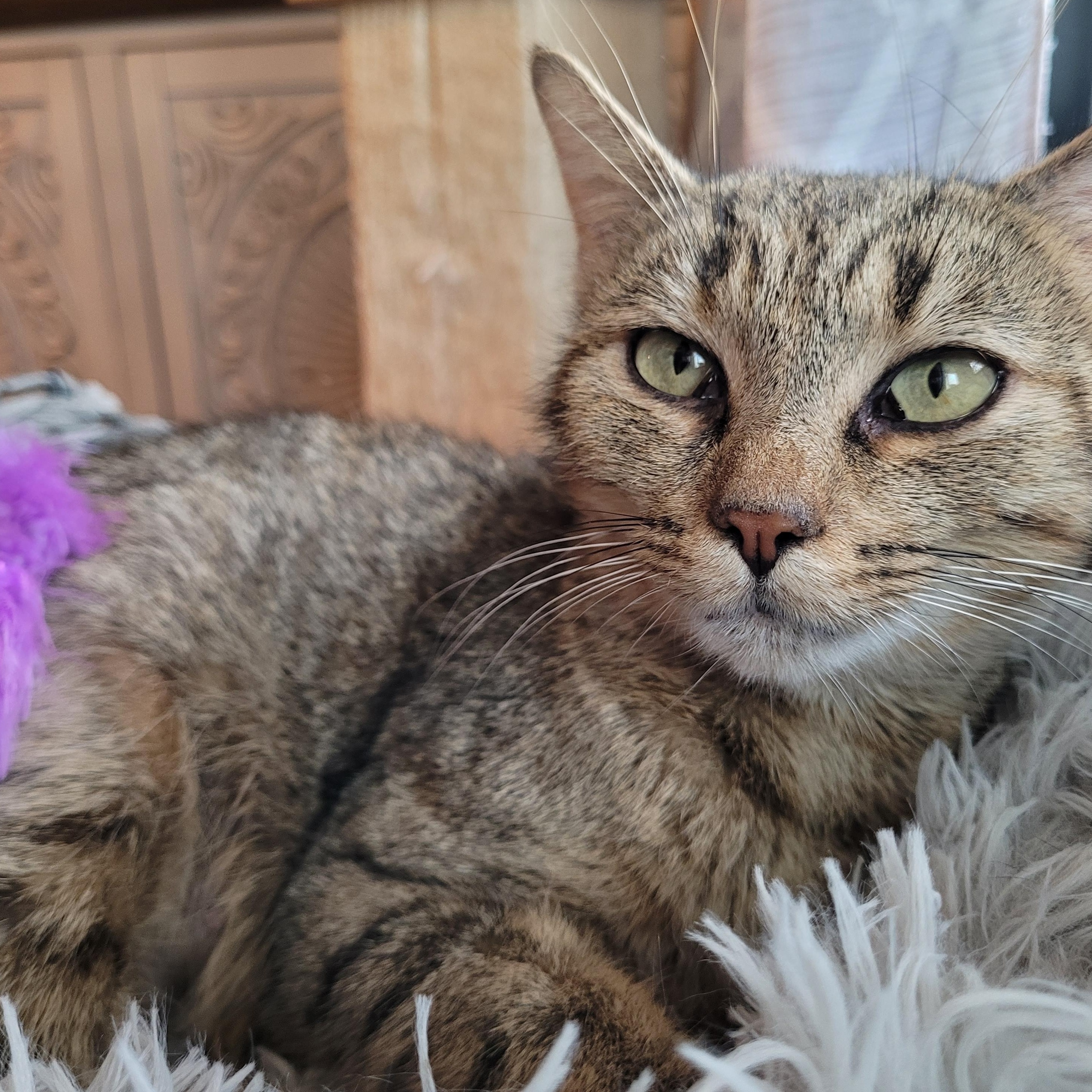 Enlarge Nelly, a Adoptable Domestic Short Hair in Indianapolis, IN image 3/6