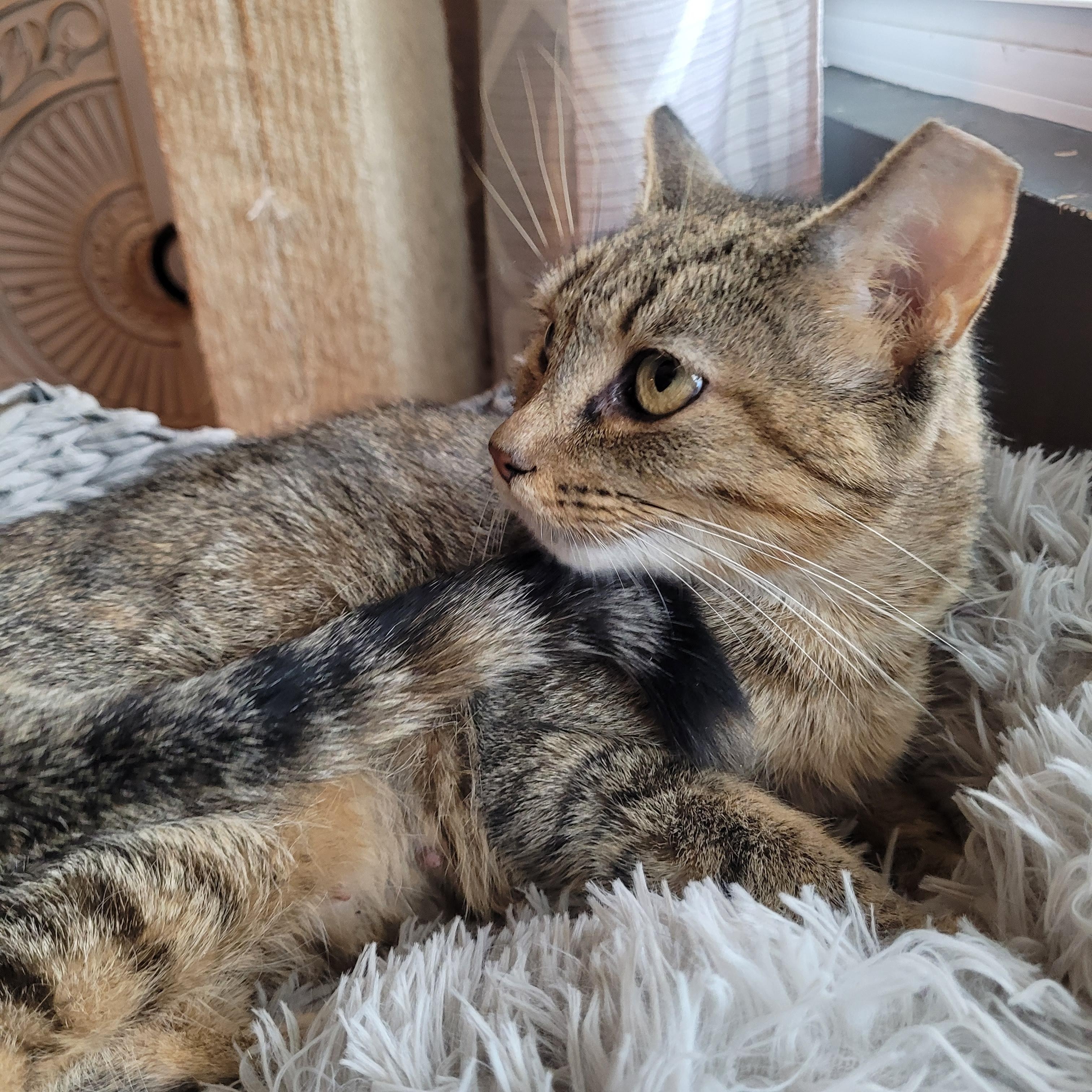 Enlarge Nelly, a Adoptable Domestic Short Hair in Indianapolis, IN image 6/6