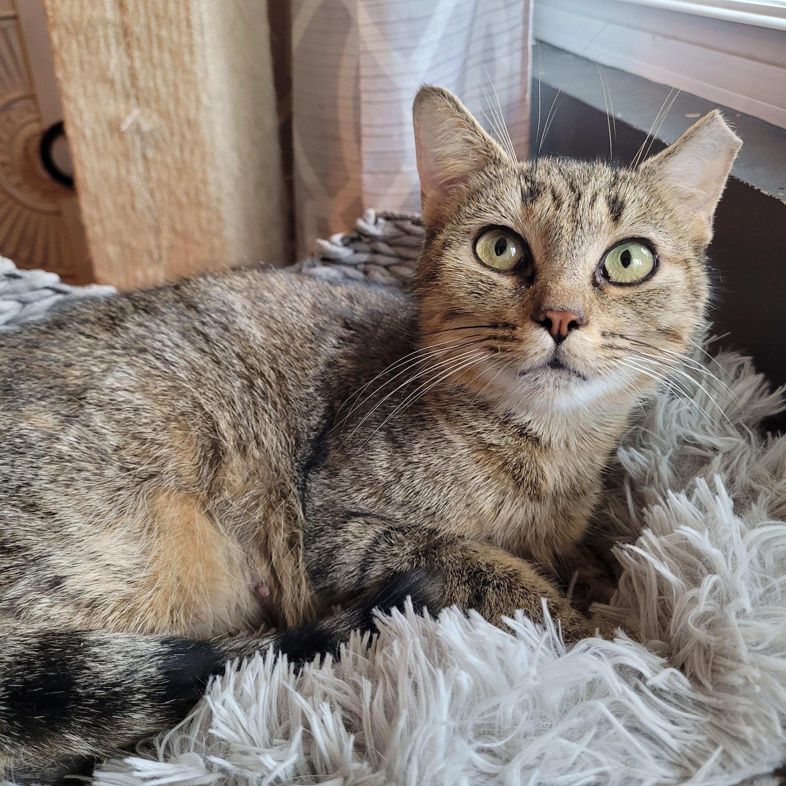 Nelly, Adoptable, Adult Female Domestic Short Hair.