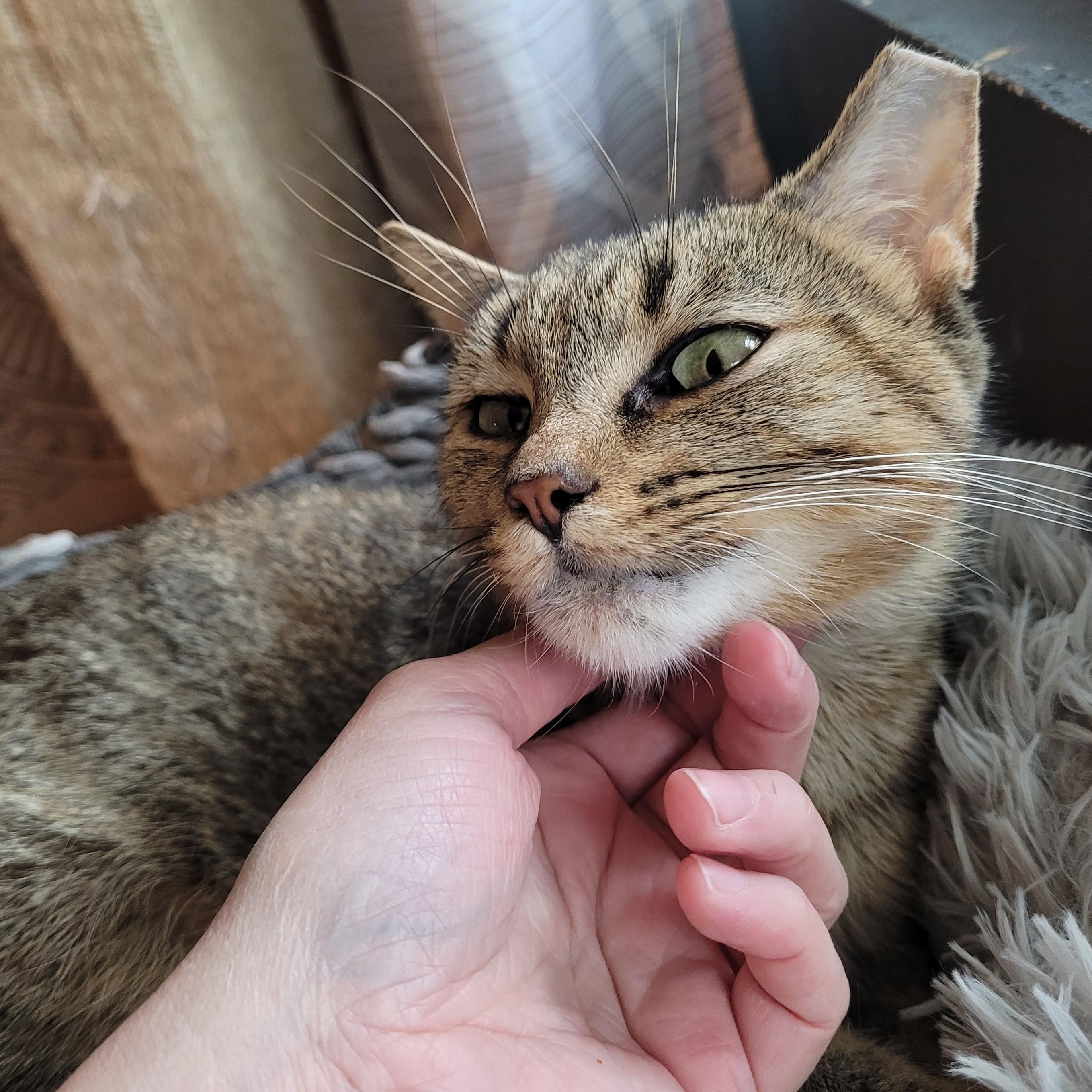 Enlarge Nelly, a Adoptable Domestic Short Hair in Indianapolis, IN image 4/6