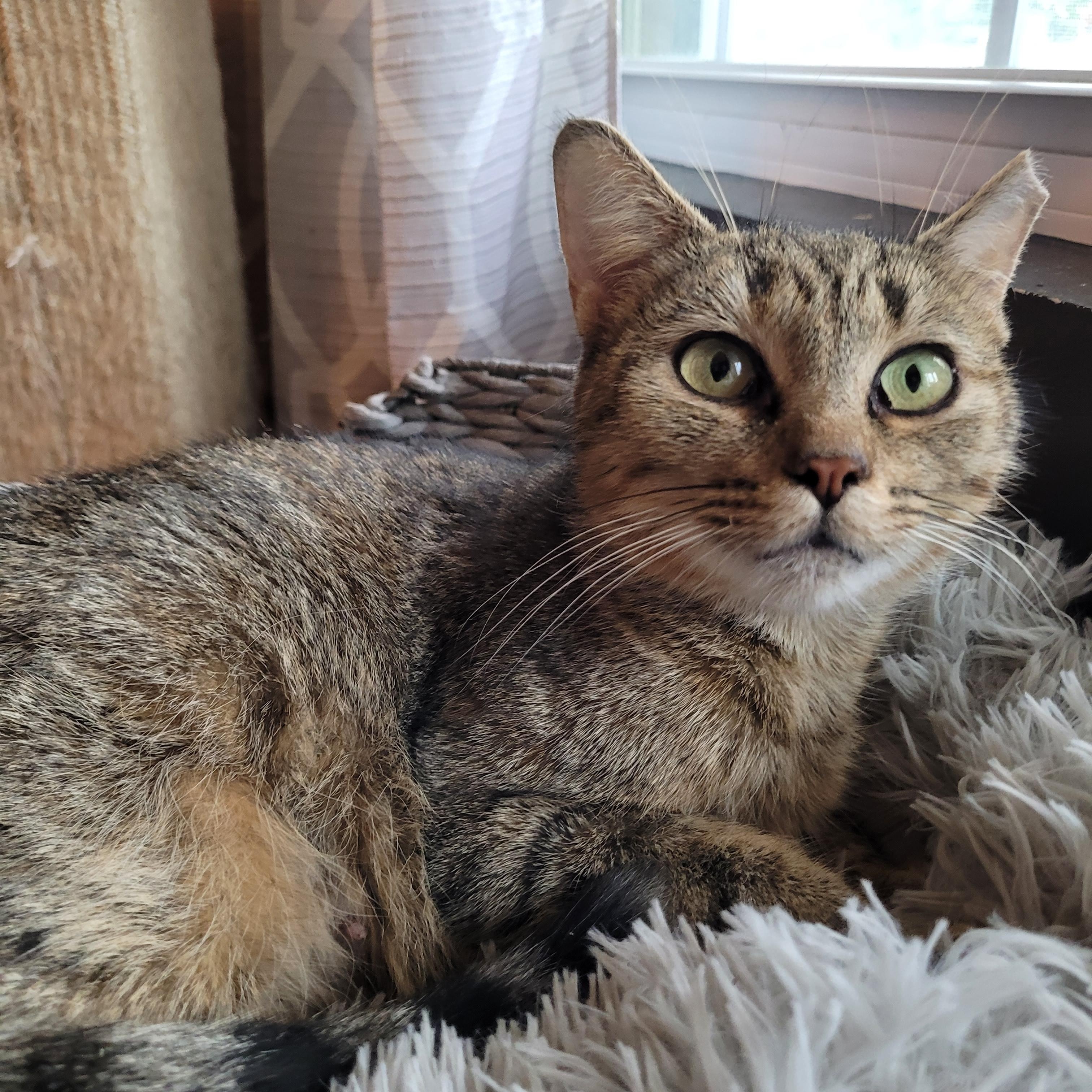 Enlarge Nelly, a Adoptable Domestic Short Hair in Indianapolis, IN image 5/6