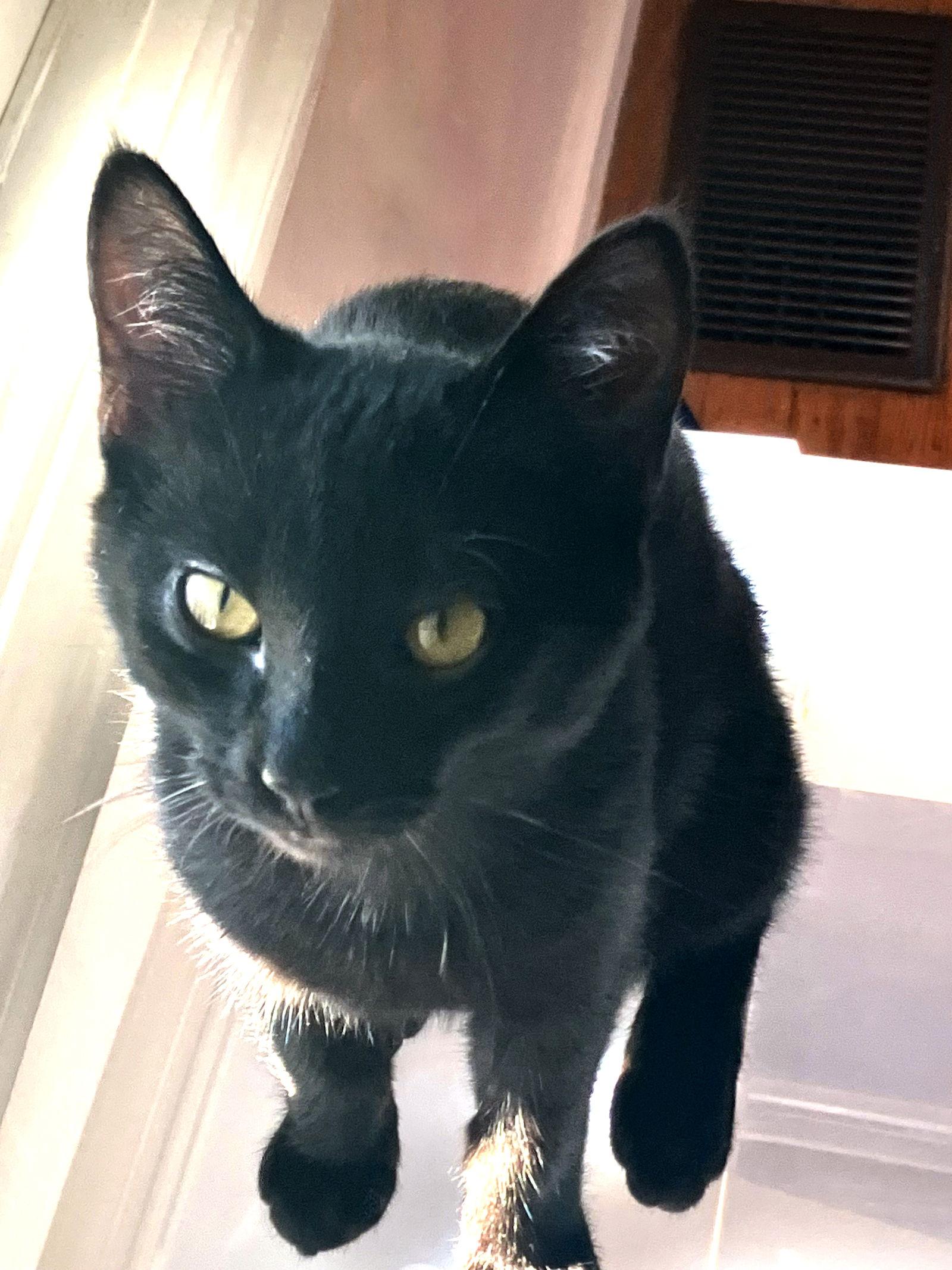 Dylan, Adoptable, Young Male Domestic Short Hair.